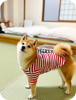 犬